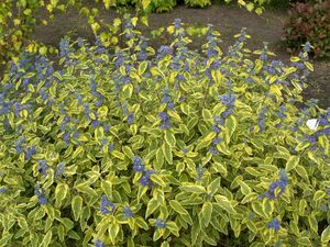 КАРИОПТЕРИС, ОРЕХОКРЫЛЬНИК КАРИОПТЕРИС, ОРЕХОКРЫЛЬНИК