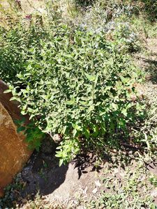 КАРИОПТЕРИС, ОРЕХОКРЫЛЬНИК КАРИОПТЕРИС, ОРЕХОКРЫЛЬНИК