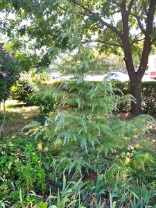 КЕДР ГИМАЛАЙСКИЙ