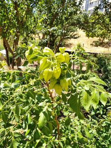 КЕЛЬРЕЙТЕРИЯ МЕТЕЛЬЧАТАЯ, МЫЛЬНОЕ ДЕРЕВО