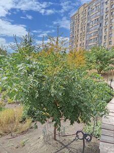 КЕЛЬРЕЙТЕРИЯ МЕТЕЛЬЧАТАЯ, МЫЛЬНОЕ ДЕРЕВО