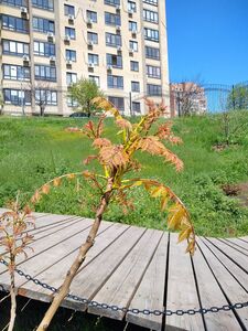 КЕЛЬРЕЙТЕРИЯ МЕТЕЛЬЧАТАЯ, МЫЛЬНОЕ ДЕРЕВО
