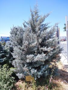 КИПАРИС АРИЗОНСКИЙ