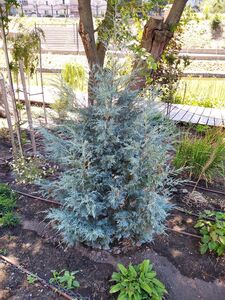 КИПАРИС АРИЗОНСКИЙ