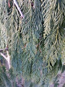 КИПАРИСОВИК НУТКАНСКИЙ