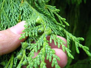 КИПАРИСОВИК НУТКАНСКИЙ