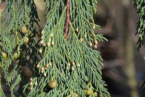 КИПАРИСОВИК НУТКАНСКИЙ