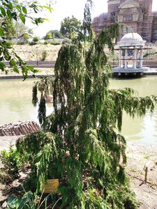 КИПАРИСОВИК НУТКАНСКИЙ