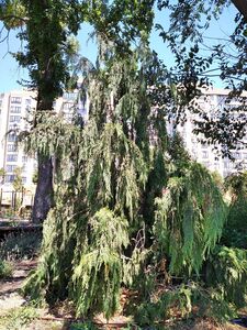 КИПАРИСОВИК НУТКАНСКИЙ