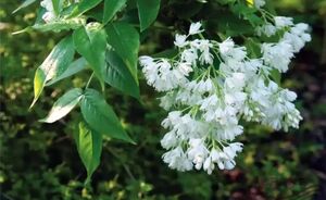 КЛЕКАЧКА КОЛХИДСКАЯ, ВЗДУТЫЙ ОРЕХ 