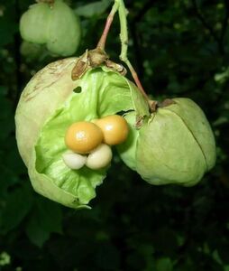 КЛЕКАЧКА КОЛХИДСКАЯ, ВЗДУТЫЙ ОРЕХ 