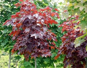 КЛЕН ОСТРОЛИСТНЫЙ «КРИМСОН СЕНТРИ»