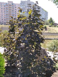 КЛЕН ОСТРОЛИСТНЫЙ «КРИМСОН СЕНТРИ»