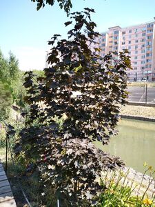 КЛЕН ОСТРОЛИСТНЫЙ «КРИМСОН СЕНТРИ»