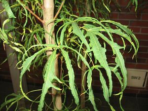 КЛЕН ОСТРОЛИСТНЫЙ «ПАЛДИСКИ»