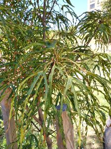 КЛЕН ОСТРОЛИСТНЫЙ «ПАЛДИСКИ»