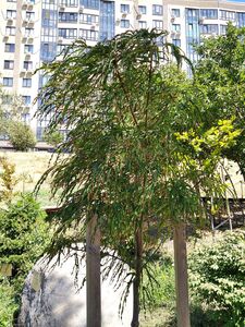 КЛЕН ОСТРОЛИСТНЫЙ «ПАЛДИСКИ»