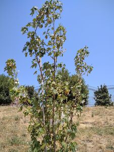 КЛЕН САХАРНЫЙ 