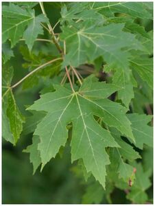 КЛЕН САХАРНЫЙ 