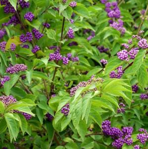 КРАСИВОПЛОДНИК, КАЛЛИКАРПА