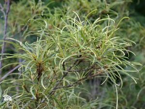 КРУШИНА ЛОМКАЯ