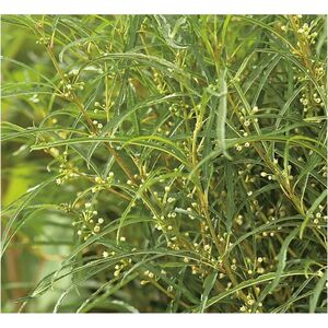 КРУШИНА ЛОМКАЯ