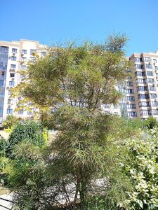 КРУШИНА ЛОМКАЯ