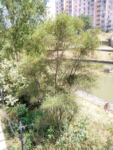 КРУШИНА ЛОМКАЯ