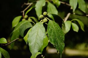 КУДРАНИЯ ТРИОСТРЕННАЯ, КЛУБНИЧНОЕ ДЕРЕВО