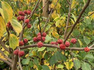 КУДРАНИЯ ТРИОСТРЕННАЯ, КЛУБНИЧНОЕ ДЕРЕВО