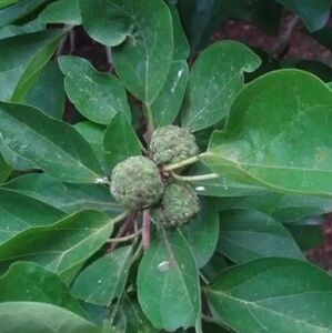 КУДРАНИЯ ТРИОСТРЕННАЯ, КЛУБНИЧНОЕ ДЕРЕВО