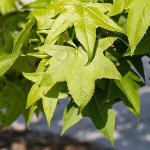 ЛИКВИДАМБАР СМОЛОНОСНЫЙ, АМБРОВОЕ ДЕРЕВО