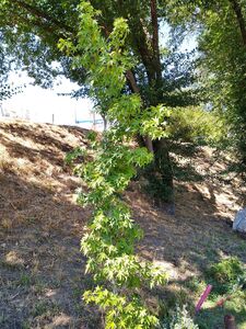 ЛИКВИДАМБАР СМОЛОНОСНЫЙ, АМБРОВОЕ ДЕРЕВО