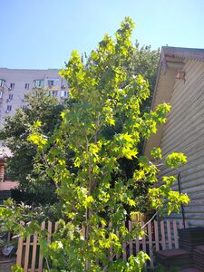 ЛИКВИДАМБАР СМОЛОНОСНЫЙ, АМБРОВОЕ ДЕРЕВО