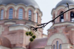 ЛИКВИДАМБАР СМОЛОНОСНЫЙ, АМБРОВОЕ ДЕРЕВО