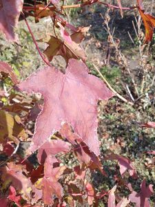 ЛИКВИДАМБАР СМОЛОНОСНЫЙ, АМБРОВОЕ ДЕРЕВО