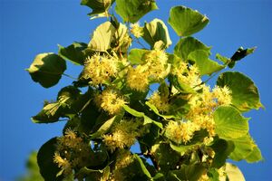 ЛИПА МЕЛКОЛИСТНАЯ, ЛИПА СЕРДЦЕВИДНАЯ