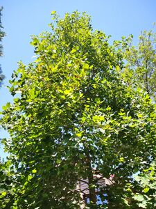 ЛИРИОДЕНДРОН ТЮЛЬПАНОВЫЙ, ТЮЛЬПАНОВОЕ ДЕРЕВО