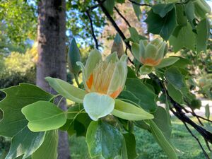 ЛИРИОДЕНДРОН ТЮЛЬПАНОВЫЙ, ТЮЛЬПАНОВОЕ ДЕРЕВО