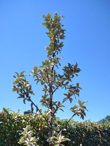 ЛОХ СЕРЕБРИСТЫЙ, ИЕРУСАЛИМСКАЯ ВЕРБА, ДИКАЯ МАСЛИНА