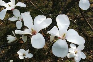 МАГНОЛИЯ КОБУС