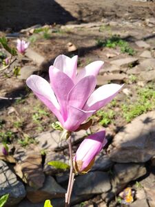 МАГНОЛИЯ СУЛАНЖА