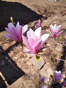 МАГНОЛИЯ СУЛАНЖА