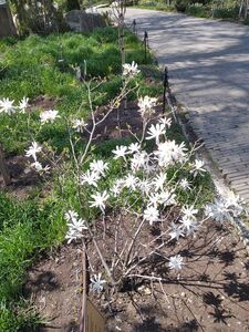 МАГНОЛИЯ ЗВЕЗДЧАТАЯ