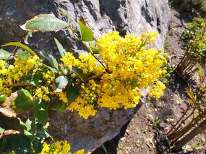 МАГОНИЯ ПАДУБОЛИСТНАЯ