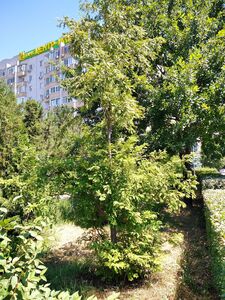 МЕТАСЕКВОЙЯ