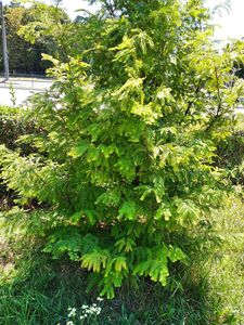 МЕТАСЕКВОЙЯ