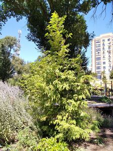 МЕТАСЕКВОЙЯ