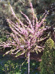 МИНДАЛЬ ТРЁХЛОПАСТНЫЙ, ИЛИ ЛУИЗЕАНИЯ ТРЁХЛОПАСТНАЯ, ИЛИ АФЛАТУНИЯ ВЯЗОЛИСТНАЯ 