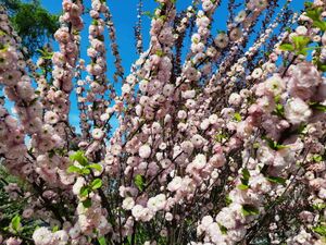 МИНДАЛЬ ТРЁХЛОПАСТНЫЙ, ИЛИ ЛУИЗЕАНИЯ ТРЁХЛОПАСТНАЯ, ИЛИ АФЛАТУНИЯ ВЯЗОЛИСТНАЯ 